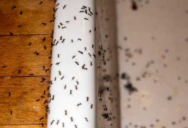 Spider Control Near Me in Bartonville, TX